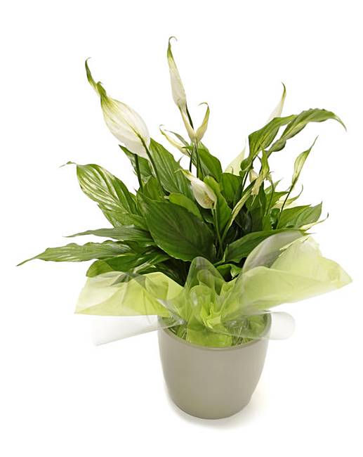 Peace Lily Potted Ceramic Pot Plant Fifty Plus