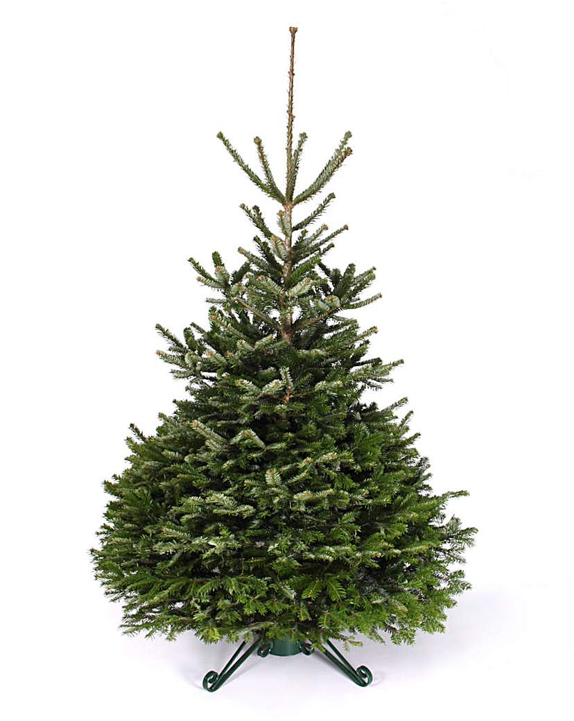 Premium UK Grown Nordmann Fir 125-150cm Premium UK Grown Nordmann Fir 125-150cm