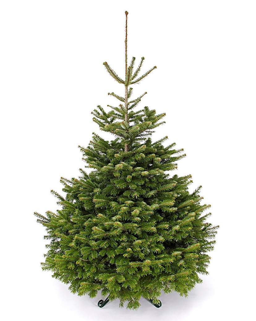 Premium UK Grown Nordmann Fir 225-250cm Premium UK Grown Nordmann Fir 225-250cm