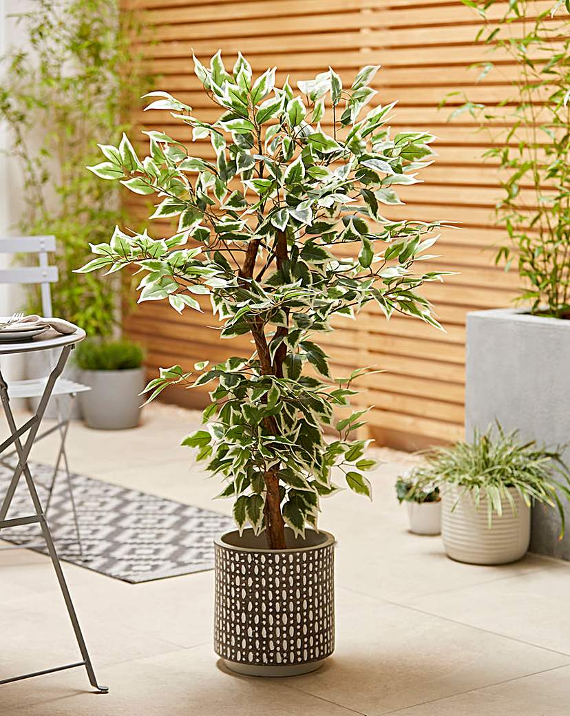 Indoor/Outdoor Fig Tree 1.3m