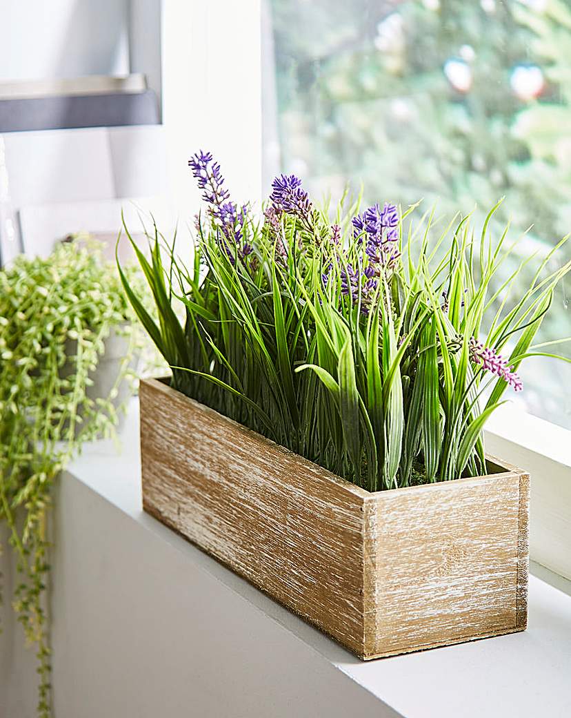 Lavender and Onion Grass in Wooden Box