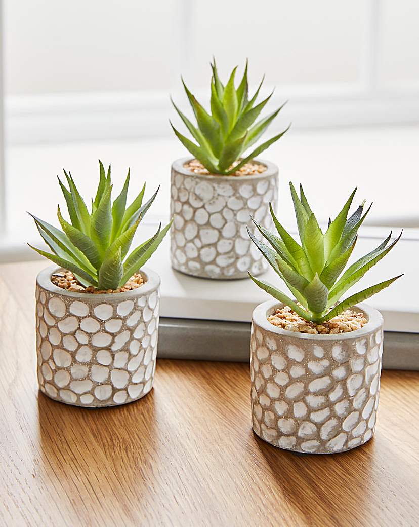 Set Of Three Ornamental Succulents