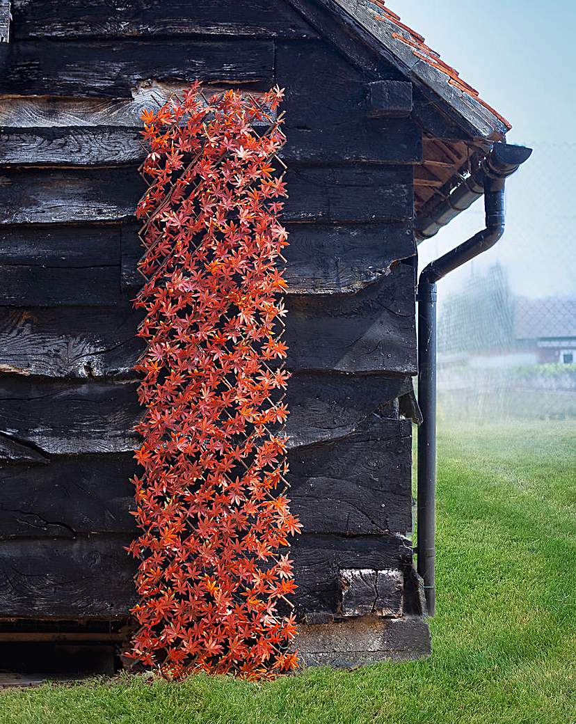 Red Acer Leaf Trellis 180 x 60 cm